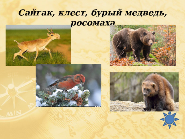 Сайгак, клест, бурый медведь, росомаха 