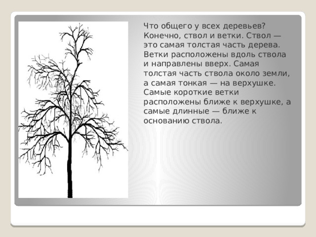Что общего у всех деревьев? Конечно, ствол и ветки. Ствол — это самая толстая часть дерева. Ветки расположены вдоль ствола и направлены вверх. Самая толстая часть ствола около земли, а са­мая тонкая — на верхушке. Самые короткие ветки расположены ближе к верхушке, а самые длинные — ближе к основанию ствола.   