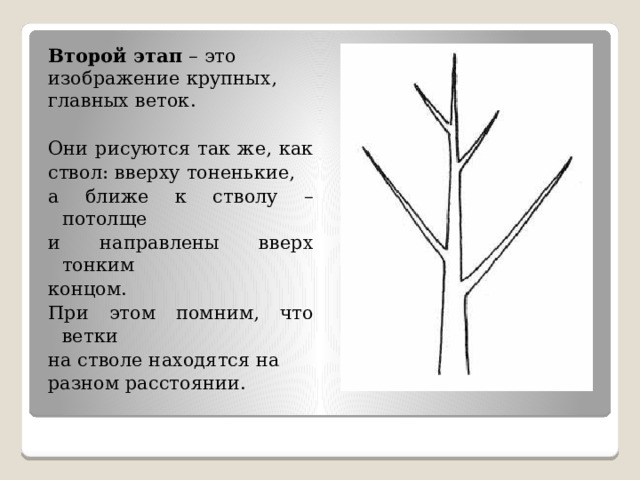 Второй этап – это изображение крупных, главных веток. Они рисуются так же, как ствол: вверху тоненькие, а ближе к стволу – потолще и направлены вверх тонким концом. При этом помним, что ветки на стволе находятся на разном расстоянии. 
