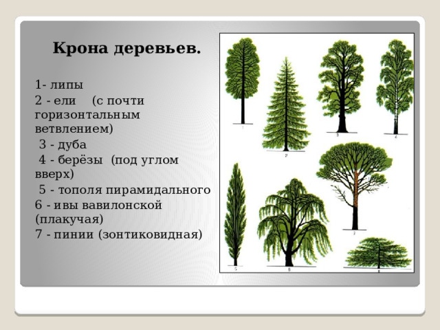 Крона деревьев. 1- липы 2 - ели (с почти горизонтальным ветвлением)  3 - дуба  4 - берёзы (под углом вверх)  5 - тополя пирамидального 6 - ивы вавилонской (плакучая) 7 - пинии (зонтиковидная) 