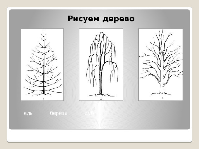 Рисуем дерево  ель берёза дуб 
