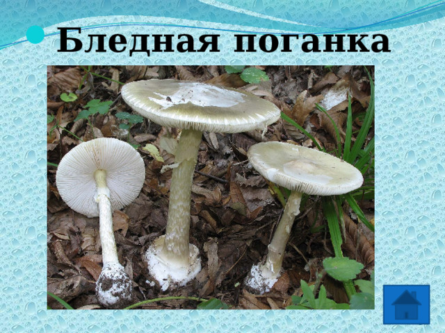 Бледная поганка 2 