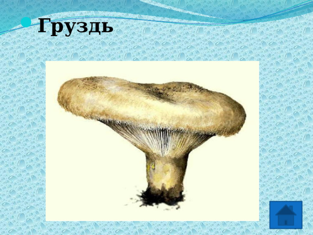 Груздь 2 