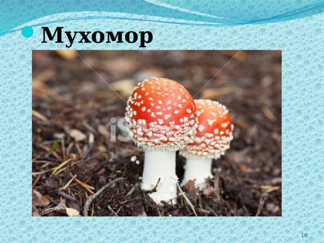 Мухомор 2 