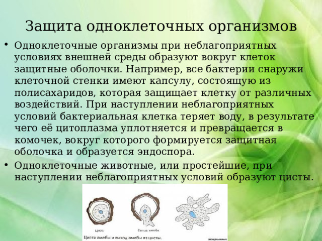 Защита одноклеточных организмов Одноклеточные организмы при неблагоприятных условиях внешней среды образуют вокруг клеток защитные оболочки. Например, все бактерии снаружи клеточной стенки имеют капсулу, состоящую из полисахаридов, которая защищает клетку от различных воздействий. При наступлении неблагоприятных условий бактериальная клетка теряет воду, в результате чего её цитоплазма уплотняется и превращается в комочек, вокруг которого формируется защитная оболочка и образуется эндоспора. Одноклеточные животные, или простейшие, при наступлении неблагоприятных условий образуют цисты. 