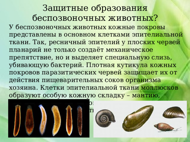 Защитные образования беспозвоночных животных?  У беспозвоночных животных кожные покровы представлены в основном клетками эпителиальной ткани. Так, ресничный эпителий у плоских червей планарий не только создаёт механическое препятствие, но и выделяет специальную слизь, убивающую бактерий. Плотная кутикула кожных покровов паразитических червей защищает их от действия пищеварительных соков организма хозяина. Клетки эпителиальной ткани моллюсков образуют особую кожную складку – мантию, которая формирует раковину, состоящую из нескольких слоёв извести и органического вещества. 