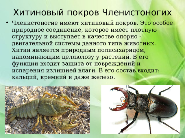 Хитиновый покров Членистоногих   Членистоногие имеют хитиновый покров. Это особое природное соединение, которое имеет плотную структуру и выступает в качестве опорно - двигательной системы данного типа животных. Хитин является природным полисахаридом, напоминающим целлюлозу у растений. В его функции входит защита от повреждений и испарения излишней влаги. В его состав входит: кальций, кремний и даже железо. 