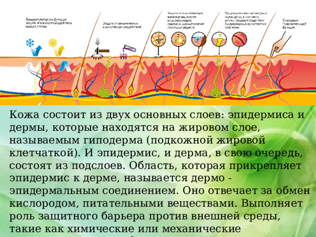 Кожа состоит из двух основных слоев: эпидермиса и дермы, которые находятся на жировом слое, называемым гиподерма (подкожной жировой клетчаткой). И эпидермис, и дерма, в свою очередь, состоят из подслоев. Область, которая прикрепляет эпидермис к дерме, называется дермо - эпидермальным соединением. Оно отвечает за обмен кислородом, питательными веществами. Выполняет роль защитного барьера против внешней среды, такие как химические или механические повреждения, ультрафиолетовое излучение, а также поддержание гомеостаза в организме. 
