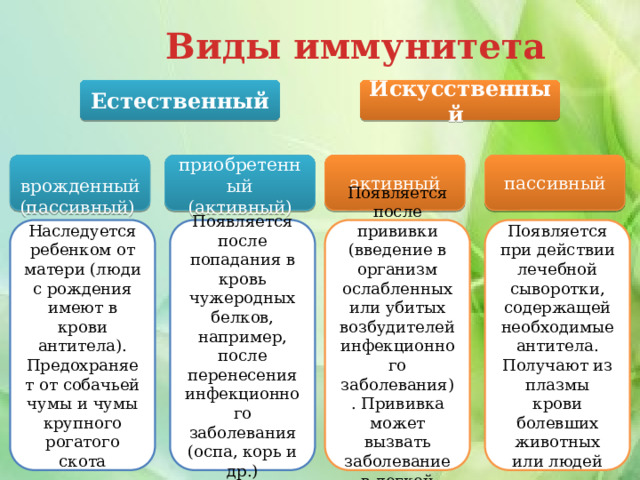 Виды иммунитета Естественный Искусственный  врожденный  приобретенный  активный  пассивный (пассивный) (активный) Наследуется ребенком от матери (люди с рождения имеют в крови антитела). Предохраняет от собачьей чумы и чумы крупного рогатого скота Появляется после попадания в кровь чужеродных белков, например, после перенесения инфекционного заболевания Появляется после прививки (введение в организм ослабленных или убитых возбудителей инфекционного заболевания). Прививка может вызвать заболевание в легкой форме Появляется при действии лечебной сыворотки, содержащей необходимые антитела. Получают из плазмы крови болевших животных или людей (оспа, корь и др.) 
