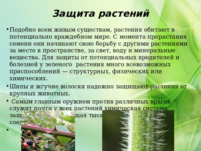 Защита растений   Подобно всем живым существам, растения обитают в потенциально враждебном мире. С момента прорастания семени они начинают свою борьбу с другими растениями за место в пространстве, за свет, воду и минеральные вещества. Для защиты от потенциальных вредителей и болезней у зеленого растения много всевозможных приспособлений — структурных, физических или химических. Шипы и жгучие волоски надежно защищают растения от крупных животных.  Самым главным оружием против различных врагов служит почти у всех растений химическая система защиты, насчитывающая тысячи разнообразных соединений.   