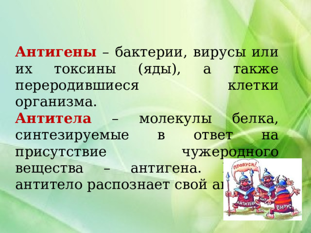 Антигены – бактерии, вирусы или их токсины (яды), а также переродившиеся клетки организма. Антитела – молекулы белка, синтезируемые в ответ на присутствие чужеродного вещества – антигена. Каждое антитело распознает свой антиген. 