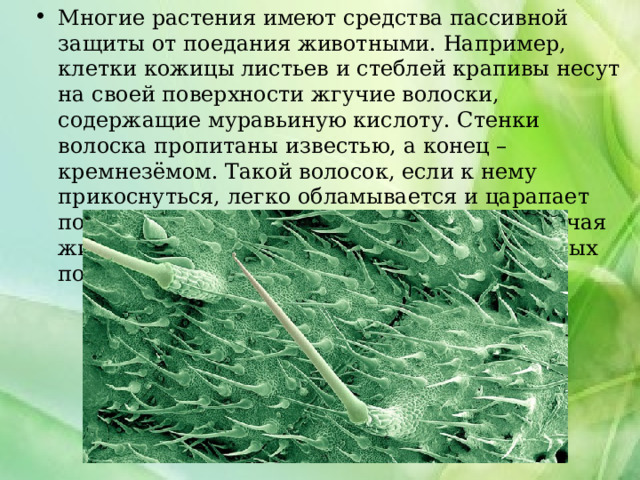 Многие растения имеют средства пассивной защиты от поедания животными. Например, клетки кожицы листьев и стеблей крапивы несут на своей поверхности жгучие волоски, содержащие муравьиную кислоту. Стенки волоска пропитаны известью, а конец – кремнезёмом. Такой волосок, если к нему прикоснуться, легко обламывается и царапает поверхность кожи; в царапину попадает жгучая жидкость, вызывающая у человека и животных покраснение кожи и зуд. 
