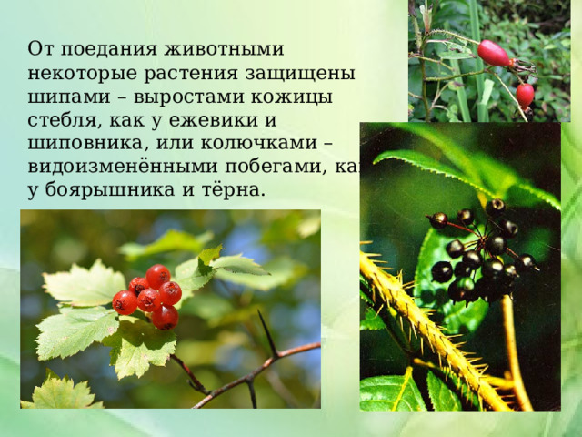  От поедания животными некоторые растения защищены шипами – выростами кожицы стебля, как у ежевики и шиповника, или колючками – видоизменёнными побегами, как у боярышника и тёрна. 