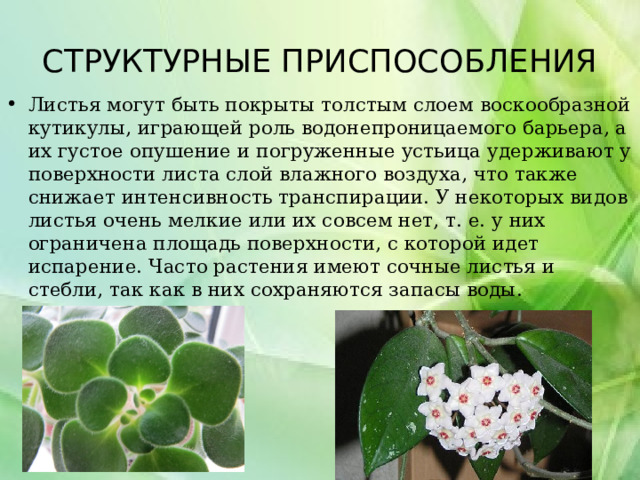 СТРУКТУРНЫЕ ПРИСПОСОБЛЕНИЯ Листья могут быть покрыты толстым слоем воскообразной кутикулы, играющей роль водонепроницаемого барьера, а их густое опушение и погруженные устьица удерживают у поверхности листа слой влажного воздуха, что также снижает интенсивность транспирации. У некоторых видов листья очень мелкие или их совсем нет, т. е. у них ограничена площадь поверхности, с которой идет испарение. Часто растения имеют сочные листья и стебли, так как в них сохраняются запасы воды. 