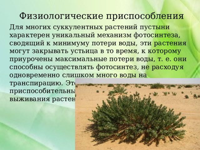 Физиологические приспособления  Для многих суккулентных растений пустыни характерен уникальный механизм фотосинтеза, сводящий к минимуму потери воды, эти растения могут закрывать устьица в то время, к которому приурочены максимальные потери воды, т. е. они способны осуществлять фотосинтез, не расходуя одновременно слишком много воды на транспирацию. Этот уникальный приспособительный механизм крайне важен для выживания растений в пустыне. 