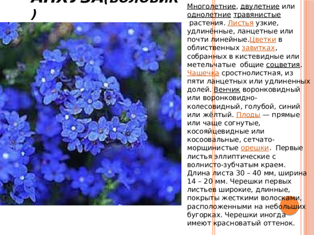 Анхуза (воловик) Многолетние ,  двулетние  или  однолетние   травянистые  растения.  Листья  узкие, удлинённые, ланцетные или почти линейные. Цветки  в облиственных  завитках , собранных в кистевидные или метельчатые общие  соцветия .  Чашечка  сростнолистная, из пяти ланцетных или удлиненных долей.  Венчик  воронковидный или воронковидно-колесовидный, голубой, синий или жёлтый.  Плоды  — прямые или чаще согнутые, косояйцевидные или косоовальные, сетчато-морщинистые  орешки .  Первые листья эллиптические с волнисто-зубчатым краем. Длина листа 30 – 40 мм, ширина 14 – 20 мм. Черешки первых листьев широкие, длинные, покрыты жесткими волосками, расположенными на небольших бугорках. Черешки иногда имеют красноватый оттенок.   