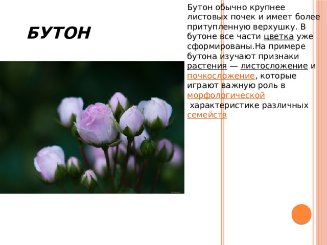  Бутон Бутон обычно крупнее листовых почек и имеет более притупленную верхушку. В бутоне все части  цветка  уже сформированы.На примере бутона изучают признаки  растения  —  листосложение  и  почкосложение , которые играют важную роль в  морфологической  характеристике различных  семейств 
