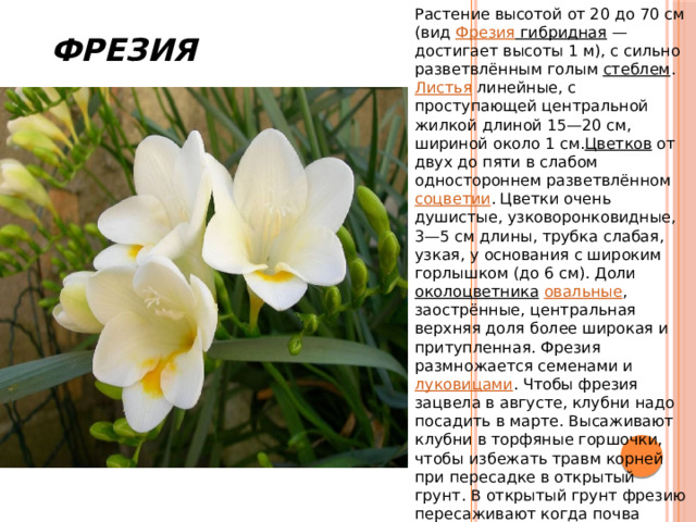  Фрезия Растение высотой от 20 до 70 см (вид  Фрезия гибридная  — достигает высоты 1 м), с сильно разветвлённым голым  стеблем . Листья  линейные, с проступающей центральной жилкой длиной 15—20 см, шириной около 1 см. Цветков  от двух до пяти в слабом одностороннем разветвлённом  соцветии . Цветки очень душистые, узковоронковидные, 3—5 см длины, трубка слабая, узкая, у основания с широким горлышком (до 6 см). Доли  околоцветника   овальные , заострённые, центральная верхняя доля более широкая и притупленная. Фрезия размножается семенами и  луковицами . Чтобы фрезия зацвела в августе, клубни надо посадить в марте. Высаживают клубни в торфяные горшочки, чтобы избежать травм корней при пересадке в открытый грунт. В открытый грунт фрезию пересаживают когда почва прогреется до 10 °С. 