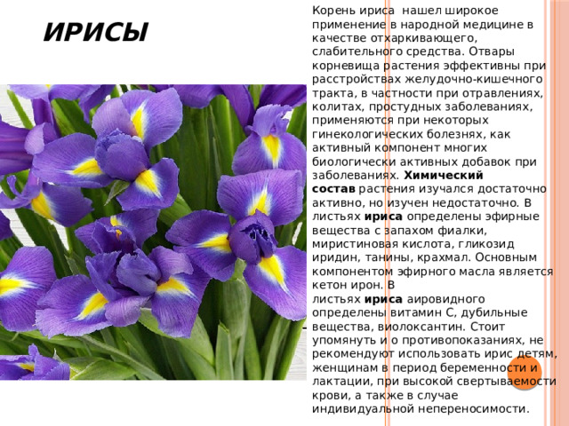  Ирисы Корень ириса нашел широкое применение в народной медицине в качестве отхаркивающего, слабительного средства. Отвары корневища растения эффективны при расстройствах желудочно-кишечного тракта, в частности при отравлениях, колитах, простудных заболеваниях, применяются при некоторых гинекологических болезнях, как активный компонент многих биологически активных добавок при заболеваниях. Химический состав  растения изучался достаточно активно, но изучен недостаточно. В листьях  ириса  определены эфирные вещества с запахом фиалки, миристиновая кислота, гликозид иридин, танины, крахмал. Основным компонентом эфирного масла является кетон ирон. В листьях  ириса  аировидного определены витамин С, дубильные вещества, виолоксантин. Стоит упомянуть и о противопоказаниях, не рекомендуют использовать ирис детям, женщинам в период беременности и лактации, при высокой свертываемости крови, а также в случае индивидуальной непереносимости. 
