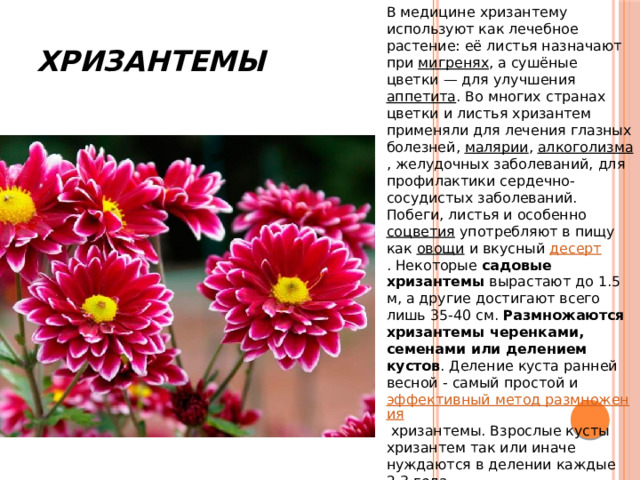  Хризантемы В медицине хризантему используют как лечебное растение: её листья назначают при  мигренях , а сушёные цветки — для улучшения  аппетита . Во многих странах цветки и листья хризантем применяли для лечения глазных болезней,  малярии ,  алкоголизма , желудочных заболеваний, для профилактики сердечно-сосудистых заболеваний. Побеги, листья и особенно  соцветия  употребляют в пищу как  овощи  и вкусный  десерт . Некоторые  садовые хризантемы  вырастают до 1.5 м, а другие достигают всего лишь 35-40 см.  Размножаются хризантемы черенками, семенами или делением кустов . Деление куста ранней весной - самый простой и  эффективный метод размножения  хризантемы. Взрослые кусты хризантем так или иначе нуждаются в делении каждые 2-3 года. 