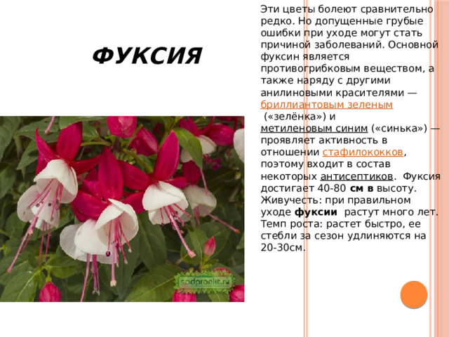  Фуксия Эти цветы болеют сравнительно редко. Но допущенные грубые ошибки при уходе могут стать причиной заболеваний. Основной фуксин является противогрибковым веществом, а также наряду с другими анилиновыми красителями —  бриллиантовым зеленым  («зелёнка») и  метиленовым синим  («синька») — проявляет активность в отношении  стафилококков , поэтому входит в состав некоторых  антисептиков .  Фуксия достигает 40-80  см в  высоту. Живучесть: при правильном уходе  фуксии растут много лет. Темп роста: растет быстро, ее стебли за сезон удлиняются на 20-30см. 