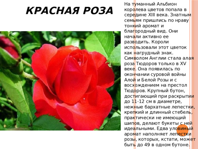 Красная Роза На туманный Альбион королева цветов попала в середине XIII века. Знатным семьям пришлись по нраву тонкий аромат и благородный вид. Они начали активно ее разводить. Короли использовали этот цветок как нагрудный знак. Символом Англии стала алая роза Тюдоров только в XV веке. Она появилась по окончании суровой войны Алой и Белой Розы и с восхождением на престол Tюдopoв. Крупный бутон, достигающий при раскрытии до 11-12 см в диаметре, нежные бархатные лепестки, крепкий и длинный стебель, практически не имеющий шипов, делают букеты с ней идеальными. Едва уловимый аромат наполняет лепестки розы, которых, кстати, может быть до 49 в одном бутоне. 