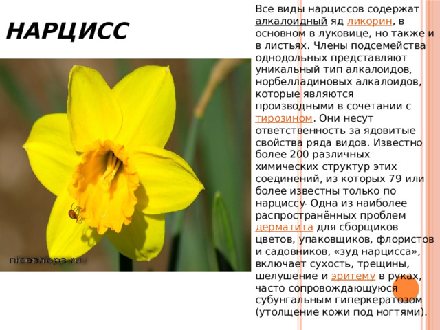 Нарцисс Все виды нарциссов содержат  алкалоидный  яд  ликорин , в основном в луковице, но также и в листьях. Члены подсемейства однодольных представляют уникальный тип алкалоидов, норбелладиновых алкалоидов, которые являются производными в сочетании с  тирозином . Они несут ответственность за ядовитые свойства ряда видов. Известно более 200 различных химических структур этих соединений, из которых 79 или более известны только по нарциссу . Одна из наиболее распространённых проблем  дерматита  для сборщиков цветов, упаковщиков, флористов и садовников, «зуд нарцисса», включает сухость, трещины, шелушение и  эритему  в руках, часто сопровождающуюся субунгальным гиперкератозом (утолщение кожи под ногтями).  