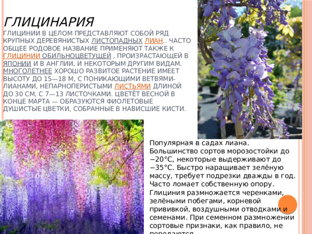 Глицинария  Глицинии в целом представляют собой ряд крупных деревянистых  листопадных   лиан .. Часто общее родовое название применяют также к  Глицинии обильноцветущей  , произрастающей в  Японии и в Англии, и некоторым другим видам.  Многолетнее  хорошо развитое растение имеет высоту до 15—18 м, с поникающими ветвями-лианами, непарноперистыми  листьями  длиной до 30 см, с 7—13 листочками. Цветёт весной в конце марта — образуются фиолетовые душистые цветки, собранные в нависшие кисти.       Популярная в садах лиана. Большинство сортов морозостойки до −20°С, некоторые выдерживают до −35°С. Быстро наращивает зелёную массу, требует подрезки дважды в год. Часто ломает собственную опору. Глициния размножается черенками, зелёными побегами, корневой прививкой, воздушными отводками и семенами. При семенном размножении сортовые признаки, как правило, не передаются. 