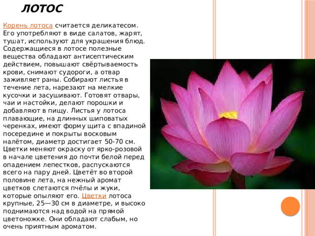 Лотос Корень лотоса считается деликатесом. Его употребляют в виде салатов, жарят, тушат, используют для украшения блюд. Содержащиеся в лотосе полезные вещества обладают антисептическим действием, повышают свёртываемость крови, снимают судороги, а отвар заживляет раны. Собирают листья в течение лета, нарезают на мелкие кусочки и засушивают. Готовят отвары, чаи и настойки, делают порошки и добавляют в пищу. Листья у лотоса плавающие, на длинных шиповатых черенках, имеют форму щита с впадиной посередине и покрыты восковым налётом, диаметр достигает 50-70 см. Цветки меняют окраску от ярко-розовой в начале цветения до почти белой перед опадением лепестков, распускаются всего на пару дней. Цветёт во второй половине лета, на нежный аромат цветков слетаются пчёлы и жуки, которые опыляют его.  Цветки  лотоса крупные, 25—30 см в диаметре, и высоко поднимаются над водой на прямой цветоножке. Они обладают слабым, но очень приятным ароматом. 
