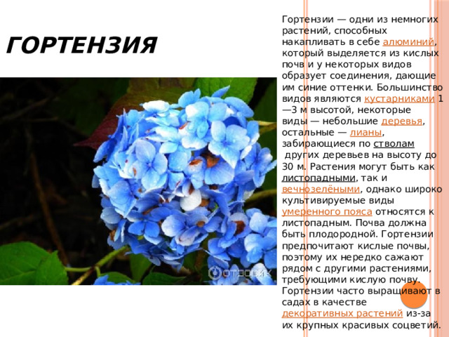 Гортензия Гортензии — одни из немногих растений, способных накапливать в себе  алюминий , который выделяется из кислых почв и у некоторых видов образует соединения, дающие им синие оттенки. Большинство видов являются  кустарниками  1—3 м высотой, некоторые виды — небольшие  деревья , остальные —  лианы , забирающиеся по  стволам  других деревьев на высоту до 30 м. Растения могут быть как  листопадными , так и  вечнозелёными , однако широко культивируемые виды  умеренного пояса  относятся к листопадным. Почва должна быть плодородной. Гортензии предпочитают кислые почвы, поэтому их нередко сажают рядом с другими растениями, требующими кислую почву. Гортензии часто выращивают в садах в качестве  декоративных растений  из-за их крупных красивых соцветий. 