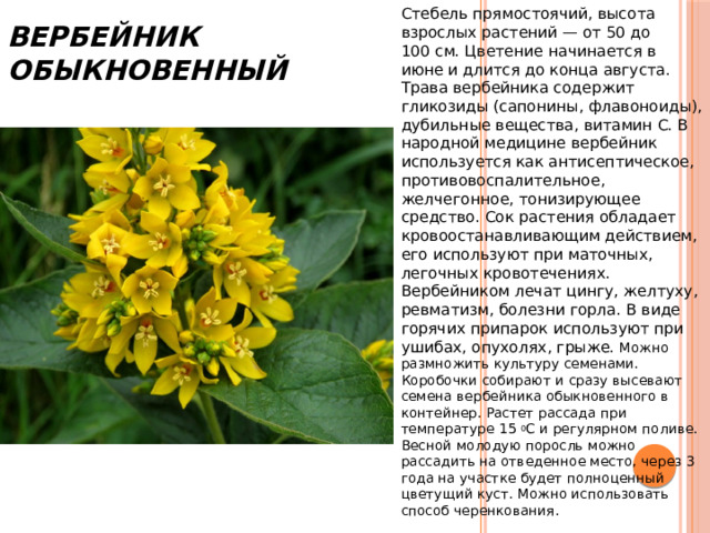 Вербейник Обыкновенный Стебель прямостоячий, высота взрослых растений — от 50 до 100 см. Цветение начинается в июне и длится до конца августа. Трава вербейника содержит гликозиды (сапонины, флавоноиды), дубильные вещества, витамин C. В народной медицине вербейник используется как антисептическое, противовоспалительное, желчегонное, тонизирующее средство. Сок растения обладает кровоостанавливающим действием, его используют при маточных, легочных кровотечениях. Вербейником лечат цингу, желтуху, ревматизм, болезни горла. В виде горячих припарок используют при ушибах, опухолях, грыже. Можно размножить культуру семенами. Коробочки собирают и сразу высевают семена вербейника обыкновенного в контейнер. Растет рассада при температуре 15  0 C и регулярном поливе. Весной молодую поросль можно рассадить на отведенное место, через 3 года на участке будет полноценный цветущий куст. Можно использовать способ черенкования.  