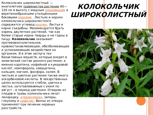 Колокольчик широколистный — многолетнее  травянистое растение  60—120 см в высоту с мощным  корневищем  и веретенообразными утолщёнными боковыми  корнями  . Листьях и корнях колокольчика широколистного содержится углевод  инулин . Листья и корни съедобны. Рекомендуется брать корень двулетних растений, так как более старые корни тверды и не годны в пищу. Колокольчик  оказывает противовоспалительное, кровоостанавливающее, обезболивающее и успокаивающее воздействие на организм. И в этом заслуга тех биоактивных веществ, которые входят в химический состав данного растения, а именно каротина, кофейной и кумаровой кислот, кемпферола, кверцетина, кальция, магния, фосфора, калия. В листьях и цветках растения также много аскорбиновой кислоты. В лекарственных целях используются стебли, цветки и листья, заготавливаемые с июня по август – в период цветения. Отваром из плодов и травы колокольчика лечат лихорадку,  атеросклероз , запоры, глаукому и  сифилис . Ванны из отвара применяют при лечении нервных расстройств. Колокольчик Широколистный 