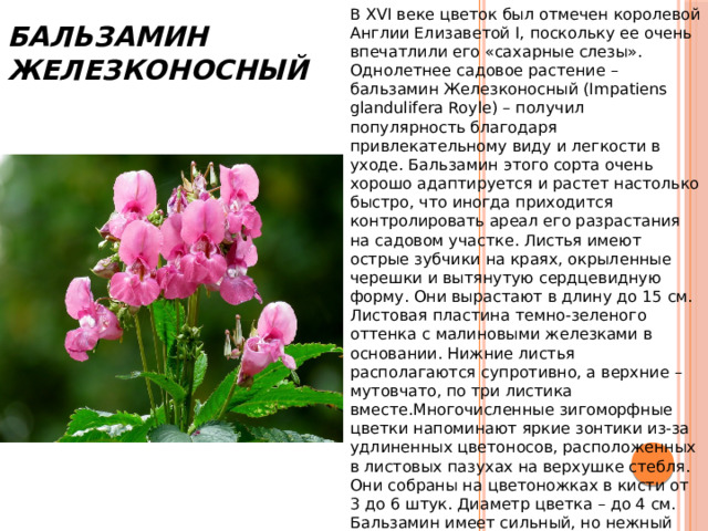 Бальзамин Железконосный В XVI веке цветок был отмечен королевой Англии Елизаветой I, поскольку ее очень впечатлили его «сахарные слезы». Однолетнее садовое растение – бальзамин Железконосный (Impatiens glandulifera Royle) – получил популярность благодаря привлекательному виду и легкости в уходе. Бальзамин этого сорта очень хорошо адаптируется и растет настолько быстро, что иногда приходится контролировать ареал его разрастания на садовом участке. Листья имеют острые зубчики на краях, окрыленные черешки и вытянутую сердцевидную форму. Они вырастают в длину до 15 см. Листовая пластина темно-зеленого оттенка с малиновыми железками в основании. Нижние листья располагаются супротивно, а верхние – мутовчато, по три листика вместе.Многочисленные зигоморфные цветки напоминают яркие зонтики из-за удлиненных цветоносов, расположенных в листовых пазухах на верхушке стебля.  Они собраны на цветоножках в кисти от 3 до 6 штук. Диаметр цветка – до 4 см. Бальзамин имеет сильный, но нежный аромат. 