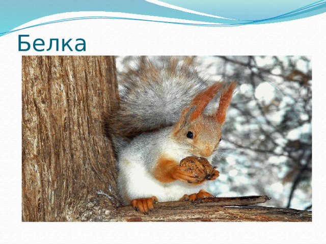 Белка 