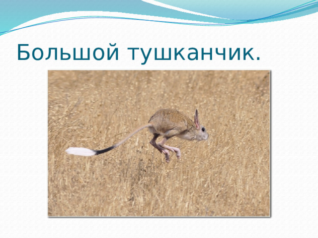 Большой тушканчик. 