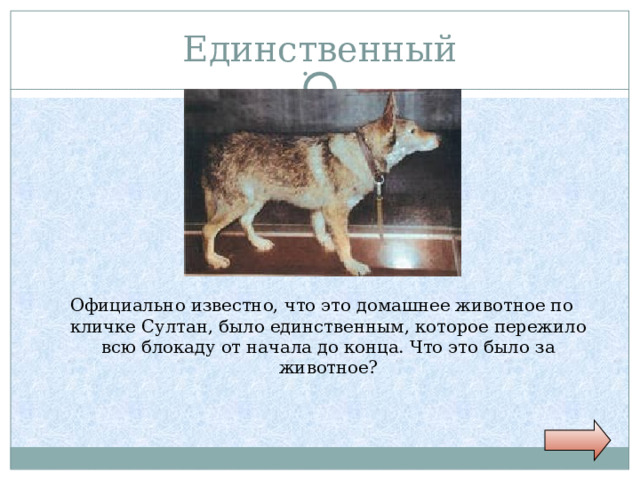 Единственный Официально известно, что это домашнее животное по кличке Султан, было единственным, которое пережило всю блокаду от начала до конца. Что это было за животное? 