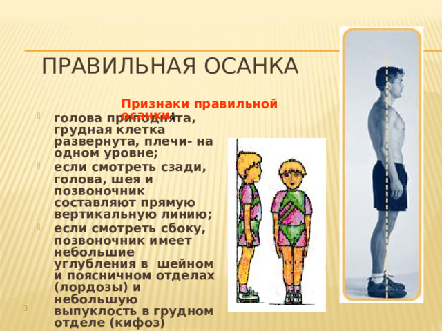 Правильная осанка голова приподнята, грудная клетка развернута, плечи- на одном уровне; если смотреть сзади, голова, шея и позвоночник составляют прямую вертикальную линию; если смотреть сбоку, позвоночник имеет небольшие углубления в шейном и поясничном отделах (лордозы) и небольшую выпуклость в грудном отделе (кифоз) Признаки правильной осанки :   