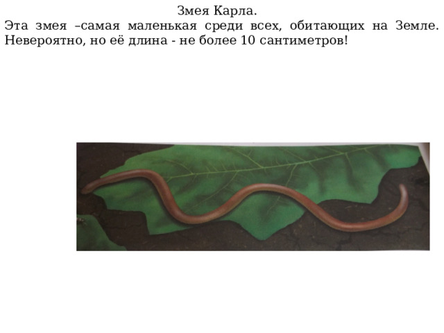  Змея Карла. Эта змея –самая маленькая среди всех, обитающих на Земле. Невероятно, но её длина - не более 10 сантиметров! 