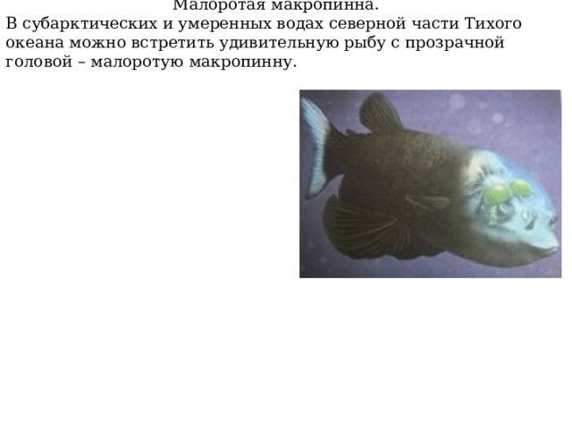  Малоротая макропинна. В субарктических и умеренных водах северной части Тихого океана можно встретить удивительную рыбу с прозрачной головой – малоротую макропинну. 