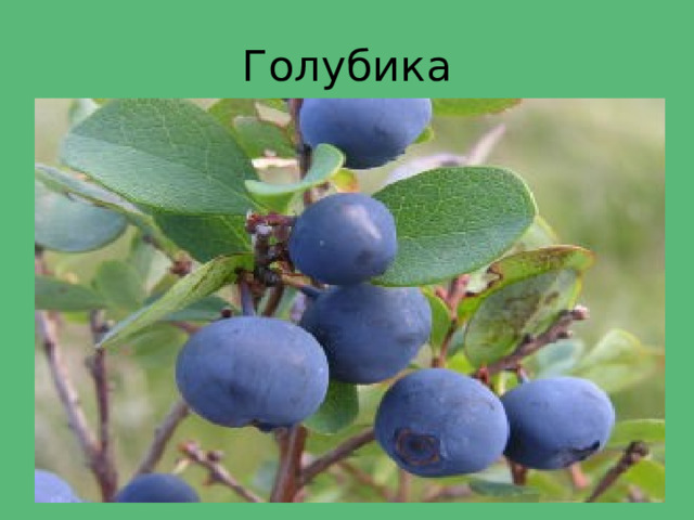 Голубика 