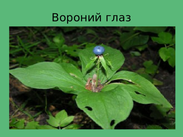 Вороний глаз 