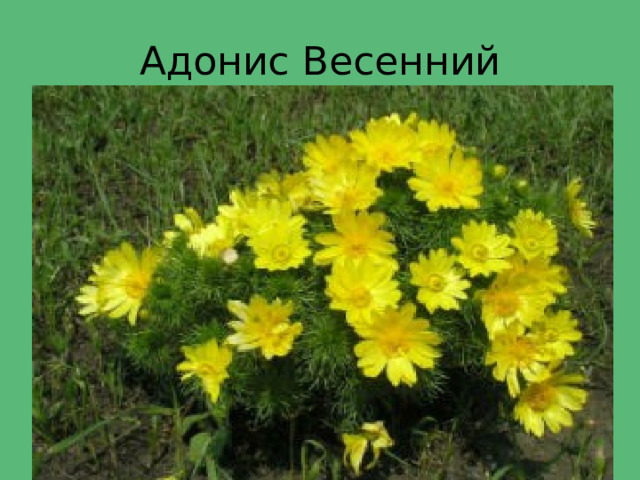 Адонис Весенний 
