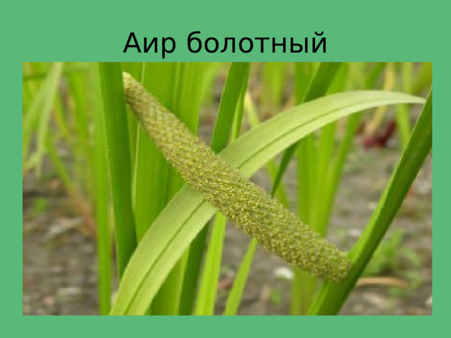 Аир болотный 