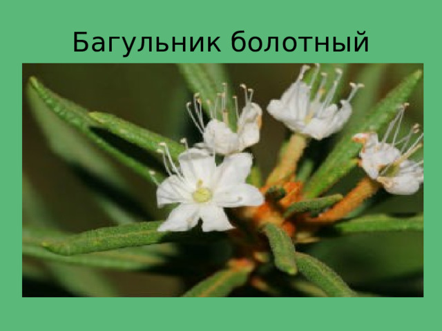 Багульник болотный 
