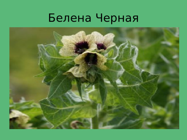 Белена Черная 