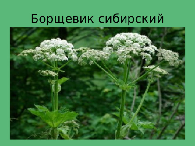 Борщевик сибирский 