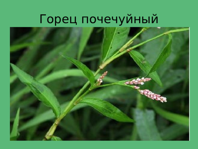 Горец почечуйный 