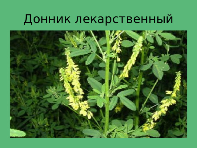 Донник лекарственный 