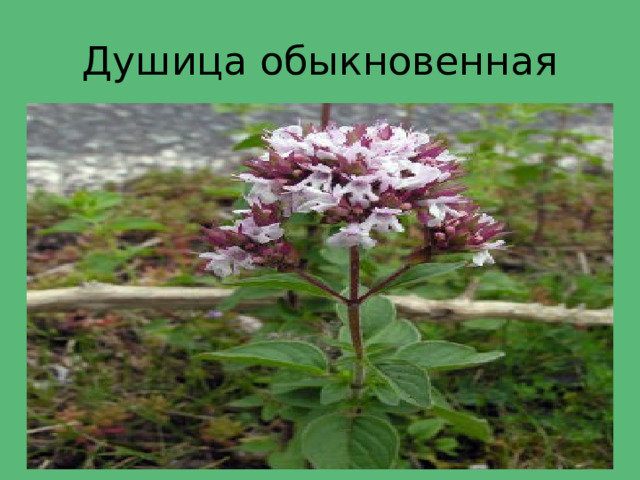 Душица обыкновенная 
