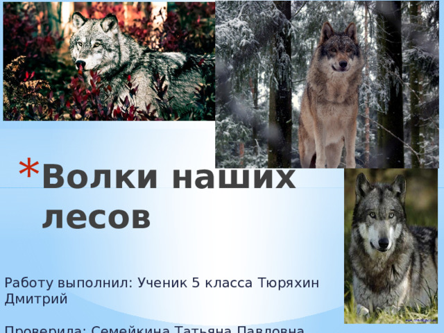 Волки наших лесов Работу выполнил: Ученик 5 класса Тюряхин Дмитрий   Проверила: Семейкина Татьяна Павловна 
